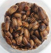 1/4" Small Cupped Dubia Roach 25ct