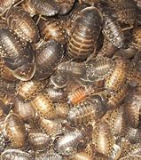 1/4" Small Dubia Roach 1000ct
