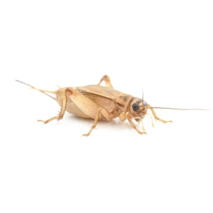 3/8" Small/Medium Cricket 1000ct