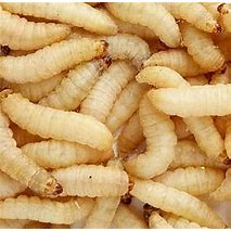 Waxworms 50ct