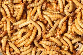 Giant Mealworm 35ct