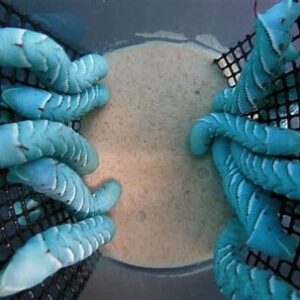 Hornworms 12ct