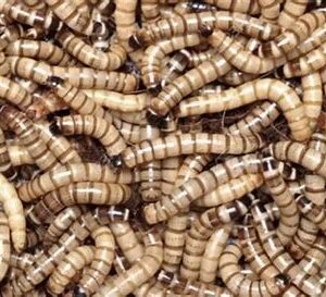 Superworms 25ct