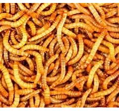 Mealworms 50ct
