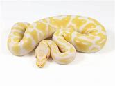 Ball Python - Albino HRA Pastel