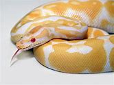 Ball Python - Albino HRA