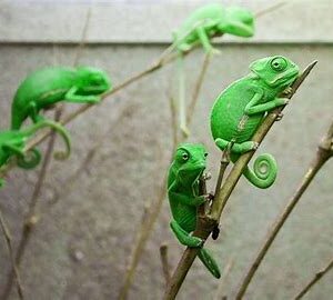 Vieled Chameleon - CB