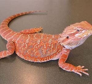 Red Bearded Dragons Babies
