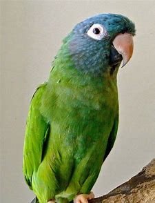 Conures - Blue Crown