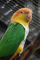 Caique - White Bellied H/F