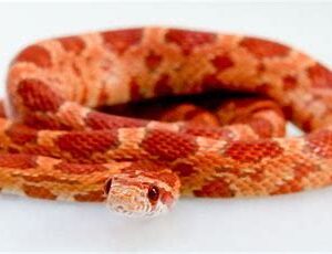 Corn Snake - Normal