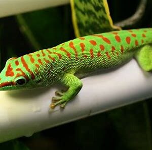 Crimson Giant Day Geckos