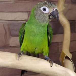 Conures - Dusky