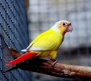 Conures - Dusky Lutino (Rare Mutation)