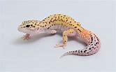 Leopard Gecko - Eclipse