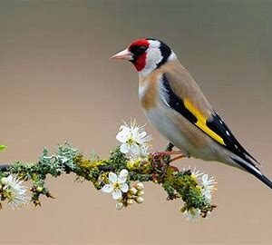 Finches - European Goldfinch