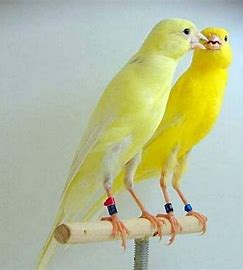 Canaries - Fancy Female