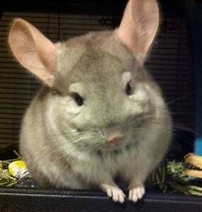 Chinchillas - Fancy Male
