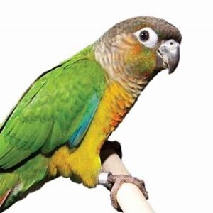 Conures - Green Cheek Fancies HF