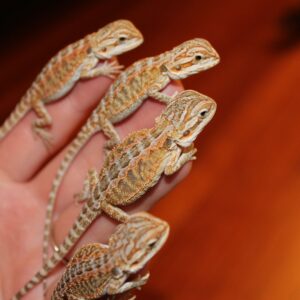 Fancy Assorted Bearded Dragon Babies