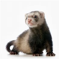 Ferrets