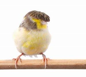 Canaries - Gloster Canary