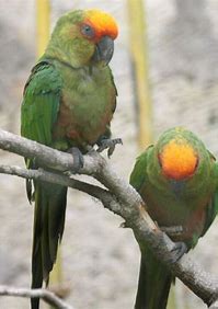 Conures - Goldcap