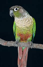Conures - Green Cheek Normal HF
