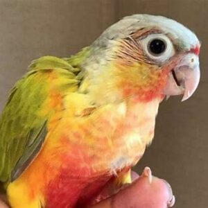 Conures - Green Cheek Yellow Side Dilute / Sun Cheek