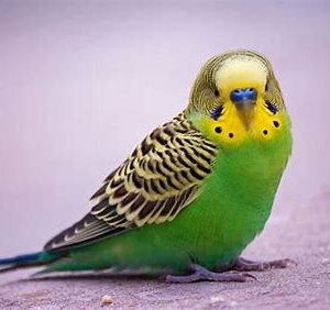 Green Parakeet