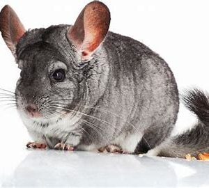 Chinchillas - Grey Male