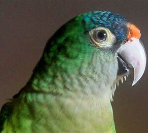 Conures - Half Moon