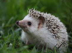 Hedgehog - Pygmy (African)