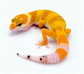 Leopard Gecko - Hypo Carrot