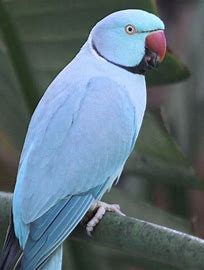 Indian Ringneck - Blue