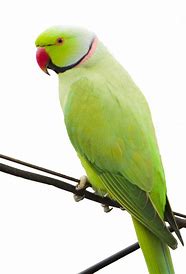 Indian Ringneck - Green