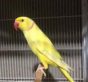 Indian Ringneck - Lutino