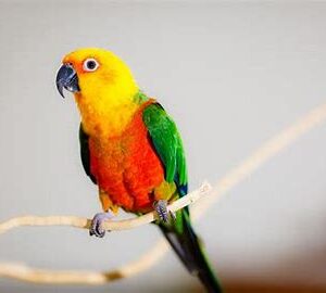 Conures - Jenday