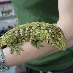 Giant Leachianus - CB