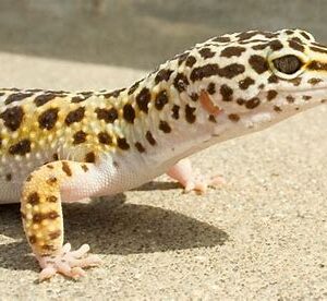 Leopard Gecko - Normal