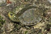 Map Turtle