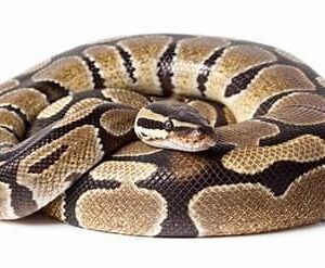 Ball Python - Normal