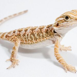Normal Bearded Dragon Babies
