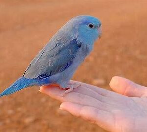 Pacific Parrolets - Assorted Colors