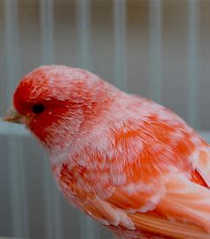 Canaries - Red Factor Female