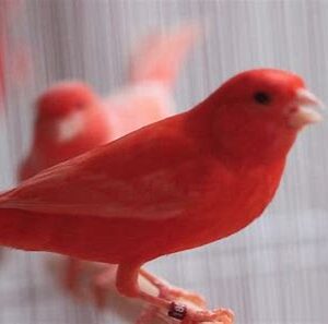 Canaries - Red Factor Male