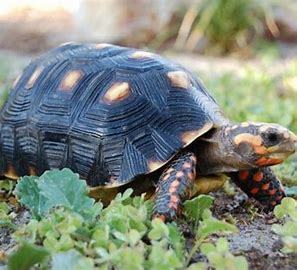 Red Foot Tortoise CB