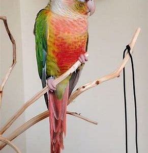 Conures - Green Cheek Red Pineapple HF