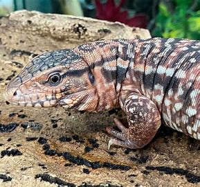 Red Tegu (Captive babies)
