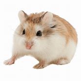 Hamsters - Roborovski Male